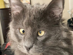 Косоглазый кот с необычной внешностью заработал 6 тысяч долларов