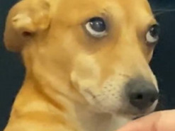 «Хочется вкусняшку»: гипнотизирующий хозяйку взглядом пес попал на видео