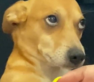 «Хочется вкусняшку»: гипнотизирующий хозяйку взглядом пес попал на видео