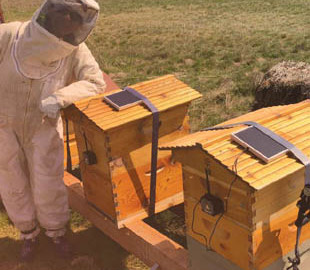 Украинцы работают над созданием «умного» улья