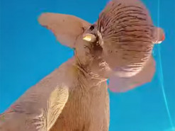 Слон случайно нашел на земле iPhone и провел жесткий краш-тест