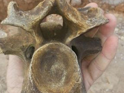 Под Одессой нашли останки доисторического носорога: в сети разгорелись баталии