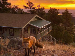 Американский музыкант играет на банджо для лисы, которая любит его музыку