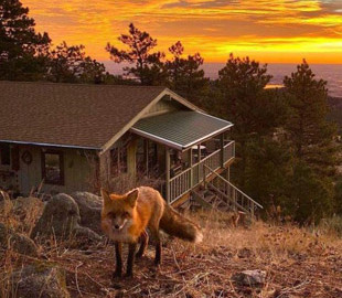 Американский музыкант играет на банджо для лисы, которая любит его музыку