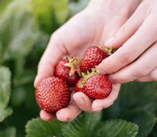 Через війну в Україні у Фінляндії нема кому збирати полуницю