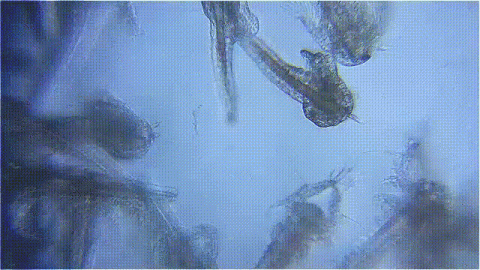 1DBDlp7usm1N6jEIFQQmRKgeAaNvvS5.gif (103 KB)