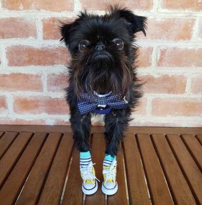 31556880840_sobaka5.png (284 KB)