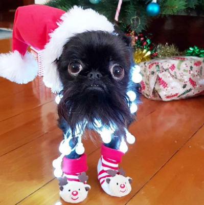 41556880788_sobaka6.png (274 KB)