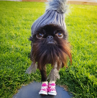 51556880787_sobaka7.png (340 KB)