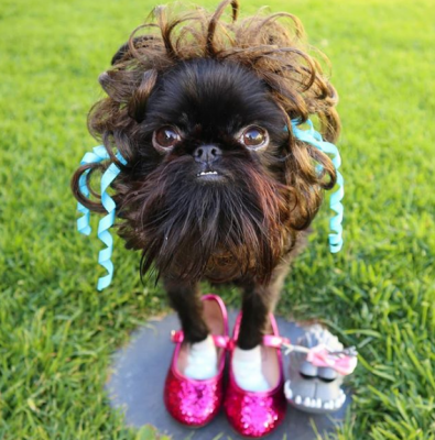 71556880793_sobaka12.png (317 KB)