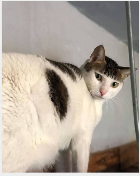 1808593_big.png (388 KB)