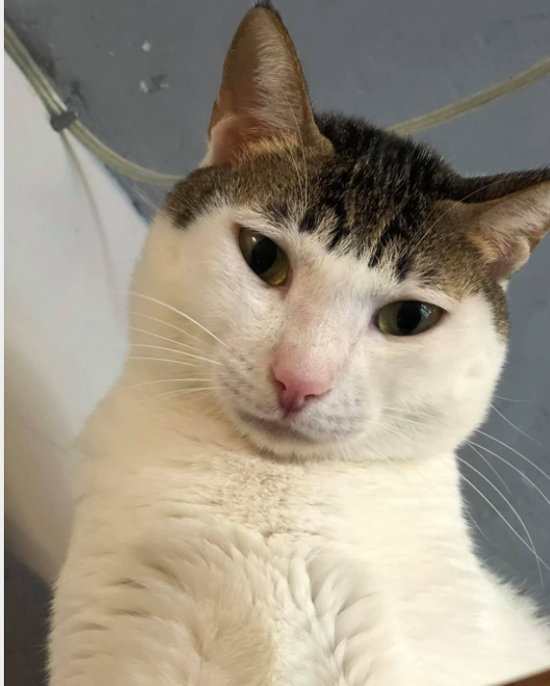 2808594_big.png (467 KB)