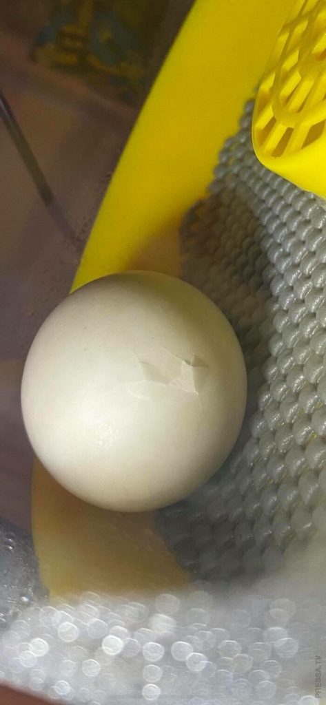 1utenok-yajtso-473x1024.jpg (50 KB)