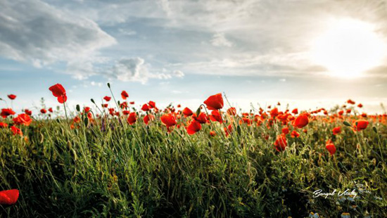 21623674552_195428543_3945800568801210_766700113694744031_n.jpg (100 KB)