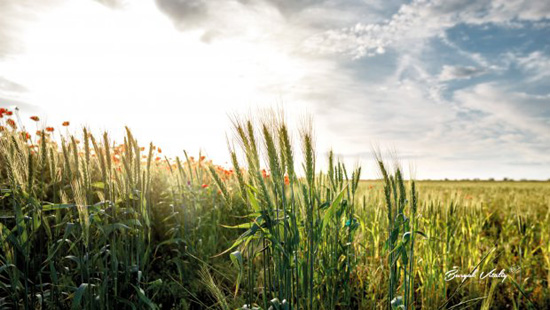 31623674622_195608832_3945798798801387_7454621587221247938_n.jpg (90 KB)