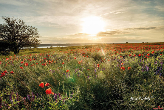 41623674611_196220055_3945800692134531_3670223206327583893_n.jpg (141 KB)