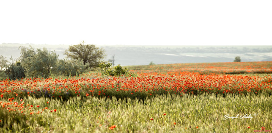 61623674612_197423855_3945800232134577_5990140871122426160_n.jpg (89 KB)