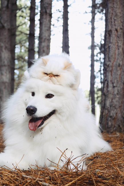 2et-cat-dog-woods-o-00-.jpg (336 KB)