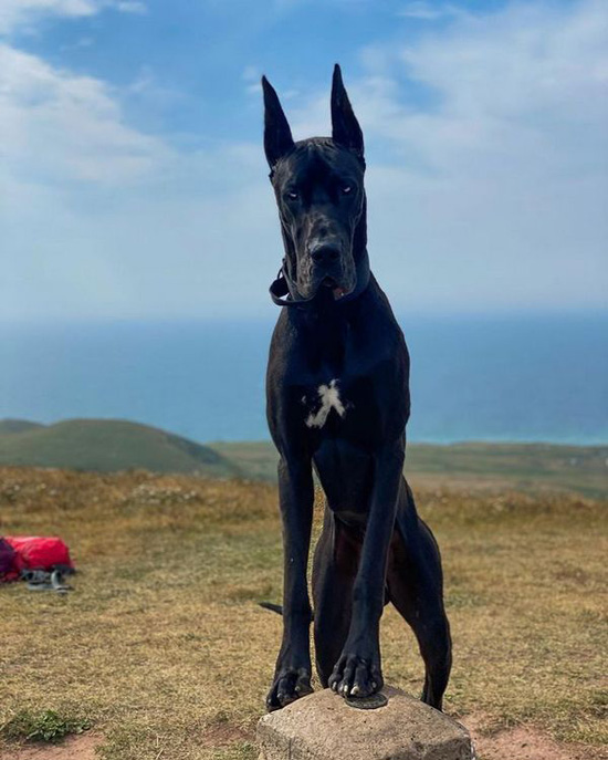 0_Meet-Enzo-the-Great-Dane-who-has-gone-viral-thanks-to-his-uncanny-resemblance-to-Batman-and-even.jpg (119 KB)