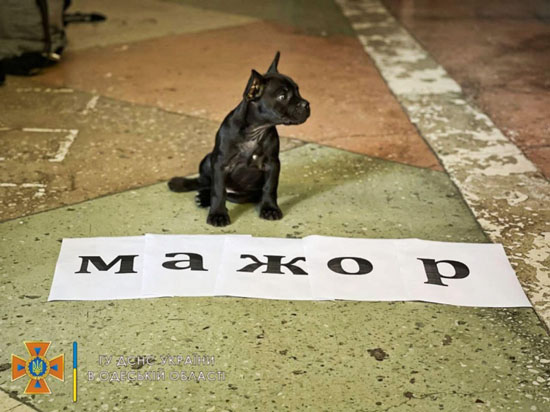 67b806d9-dsns-odesa-mazhor-dog.jpg (71 KB)