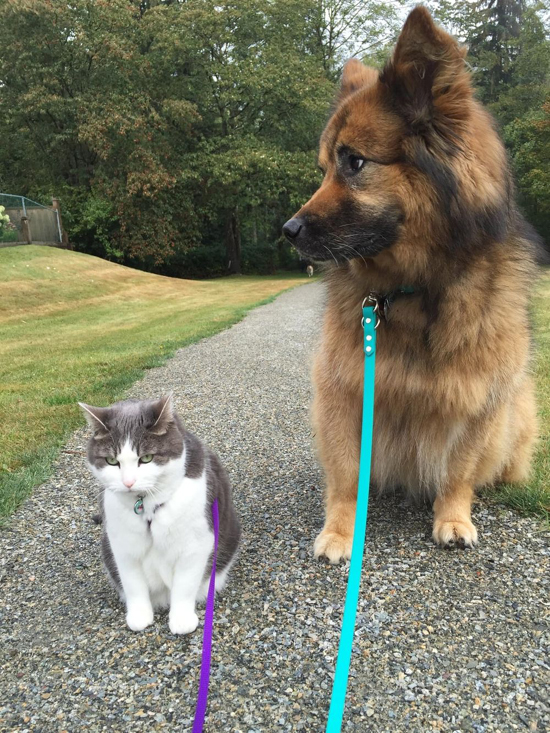 3claudia-richter-cat.jpg (416 KB)