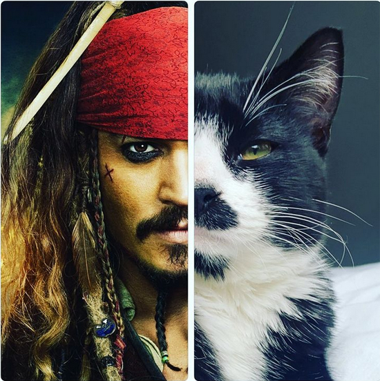 1monsieur_nigel_the_cat_1569182291753917241453214493356252202178126n-886x652.jpg (278 KB)