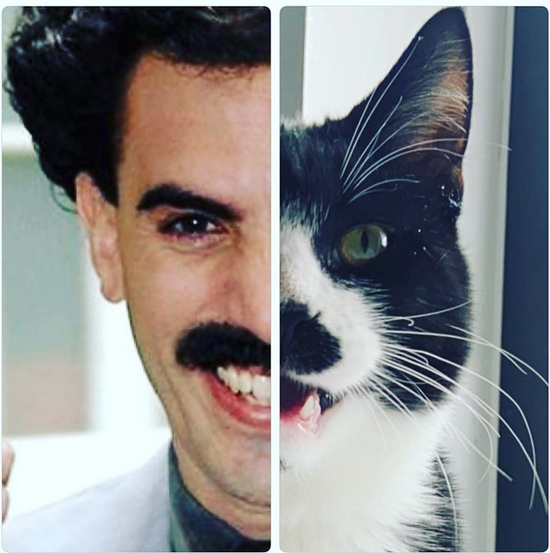 21monsieur_nigel_the_cat_1569182291753917241453214493356252202178126n-886x652.jpg (189 KB)