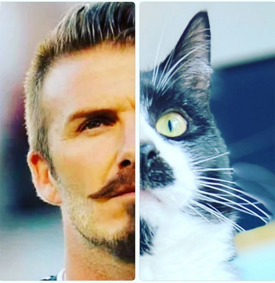 421monsieur_nigel_the_cat_1569182291753917241453214493356252202178126n-886x652.jpg (195 KB)