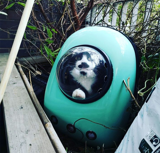 5421monsieur_nigel_the_cat_1569182291753917241453214493356252202178126n-886x652.jpg (267 KB)