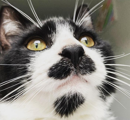 65421monsieur_nigel_the_cat_1569182291753917241453214493356252202178126n-886x652.jpg (207 KB)