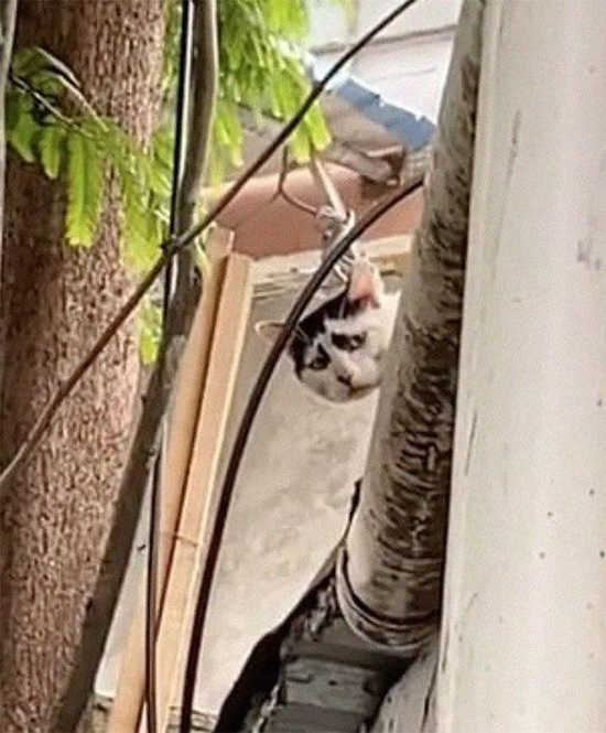 21073630.jpg (282 KB)