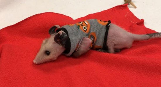 31072324.jpg (79 KB)