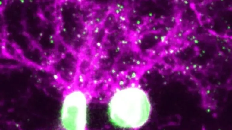 screenshot26.webp (24 KB)