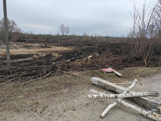 5кусты и трава.jpg (221 KB)