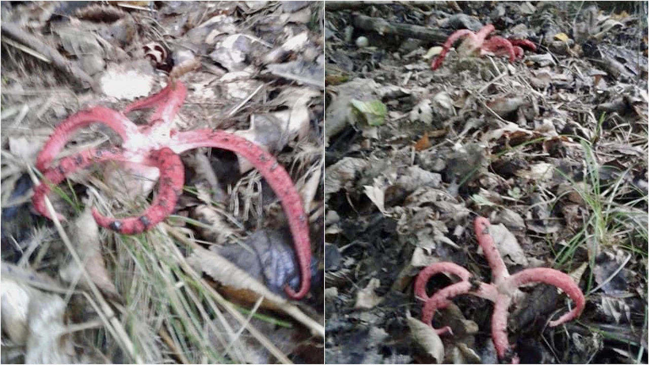 0104fa1a0062e7acb6fb64af6e64f700_w1280.webp (201 KB)