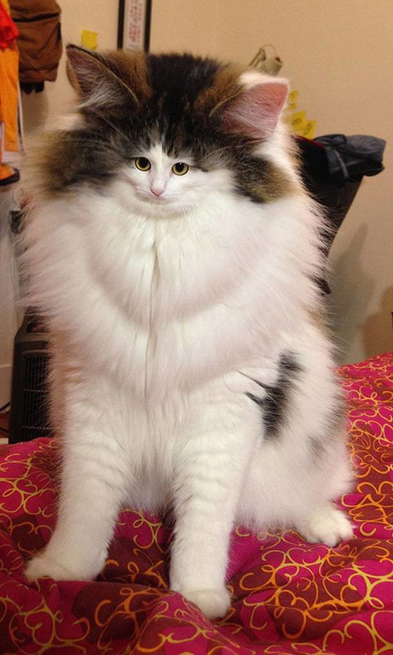 2769009_big.jpg (114 KB)