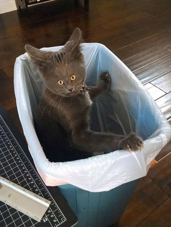 4769012_big.jpg (99 KB)