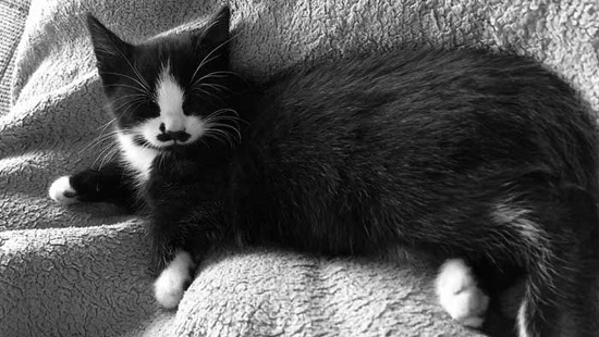 5Домшний-кот2.jpg (84 KB)