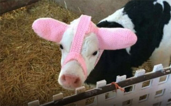 7832856_big.png (293 KB)