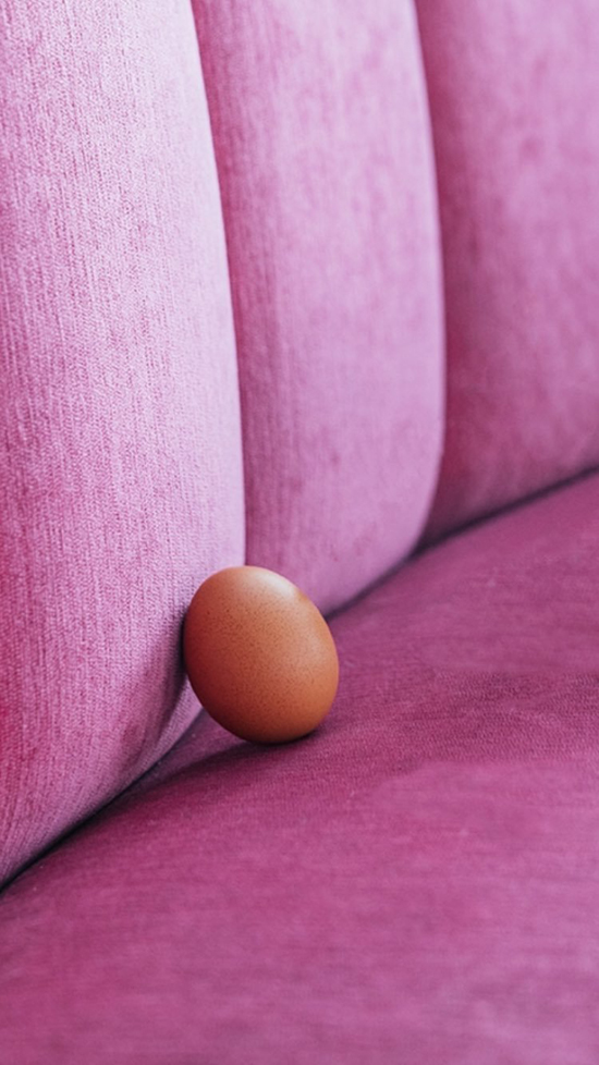 31548419904_world_record_egg_49858010_824971281179669_1643620387454030707_n.jpg (290 KB)