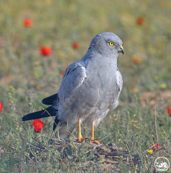 4309263361_453169346848386_8972207527977864354_n.jpg (140 KB)