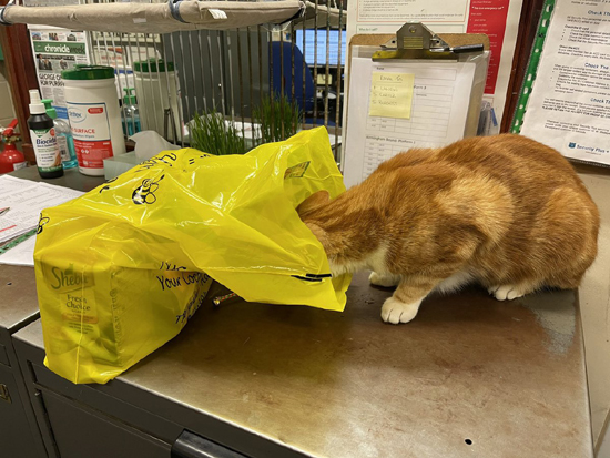 2in_article_aafe0a1f74.jpg (217 KB)