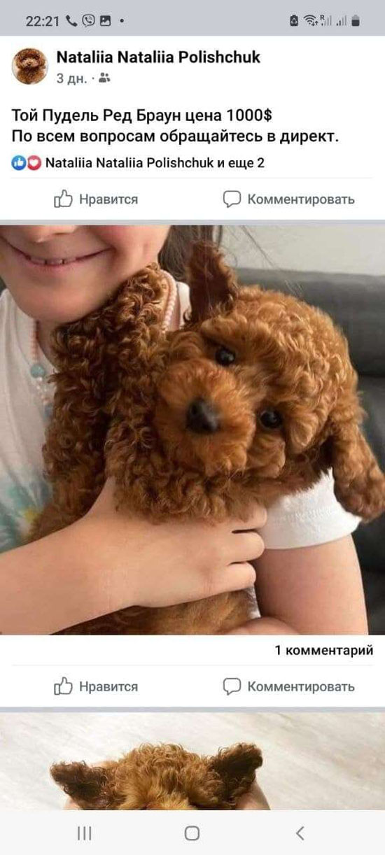 1pudel-optimized.jpg (119 KB)