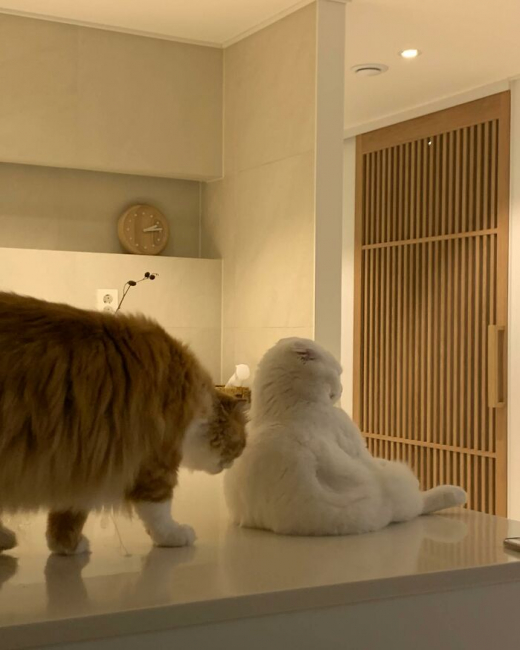 58_cat-mudgi.jpg (222 KB)