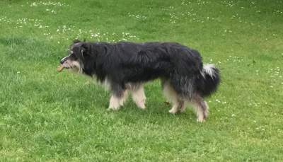 111111527946985_sobaka12.jpg (16 KB)