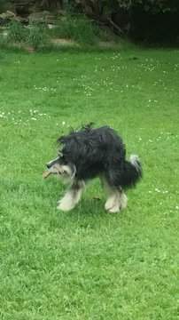 21527946967_sobaka3.jpg (12 KB)