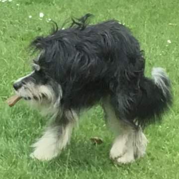 31527946915_sobaka4.jpg (17 KB)