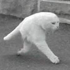 41527946939_sobaka5.jpg (5 KB)