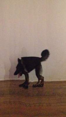 51527946927_sobaka6.jpg (8 KB)