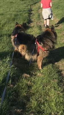 61527946903_sobaka7.jpg (21 KB)